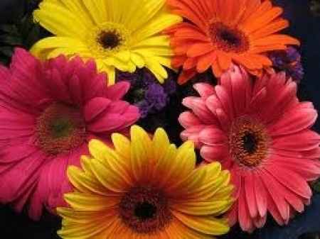 Flores de invierno: gerbera
