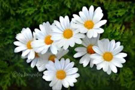 Flores de invierno: margarita