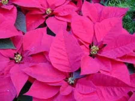 Flores de invierno: nochebuena