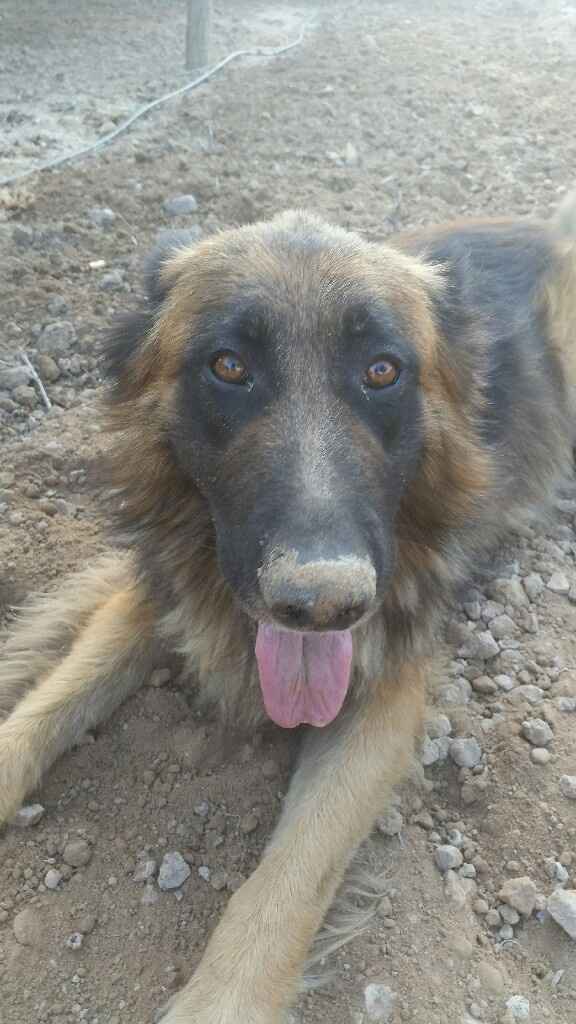 ¿Cómo se llama vuestra mascota? - 2