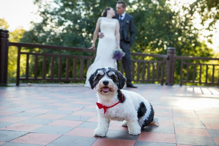 Animales en la boda - 1