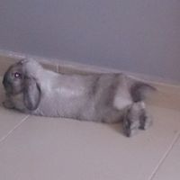 Nuestras mascotas!! - 1