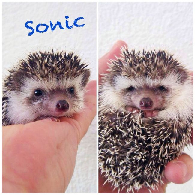 Nuestras mascotas!! - 1