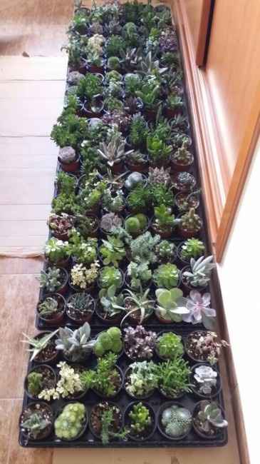 Mis mini cactus 