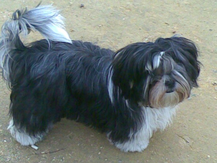 Nuestras mascotas!! - 1
