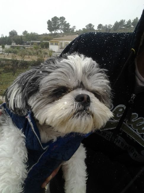 Nuestras mascotas!! - 2