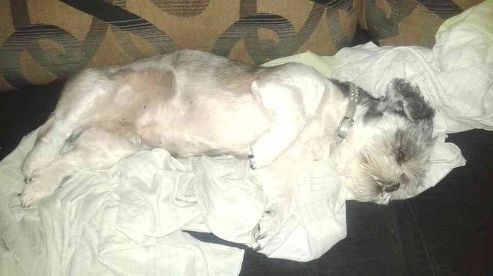 Nuestras mascotas!! - 3