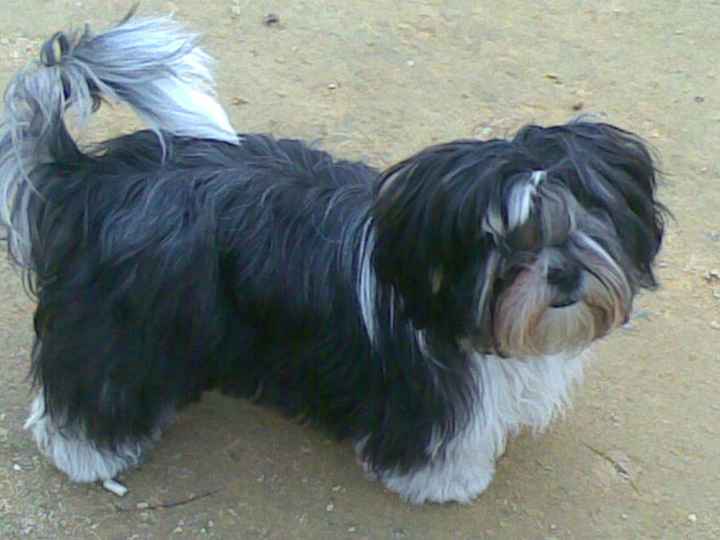 Nuestras mascotas!! - 1