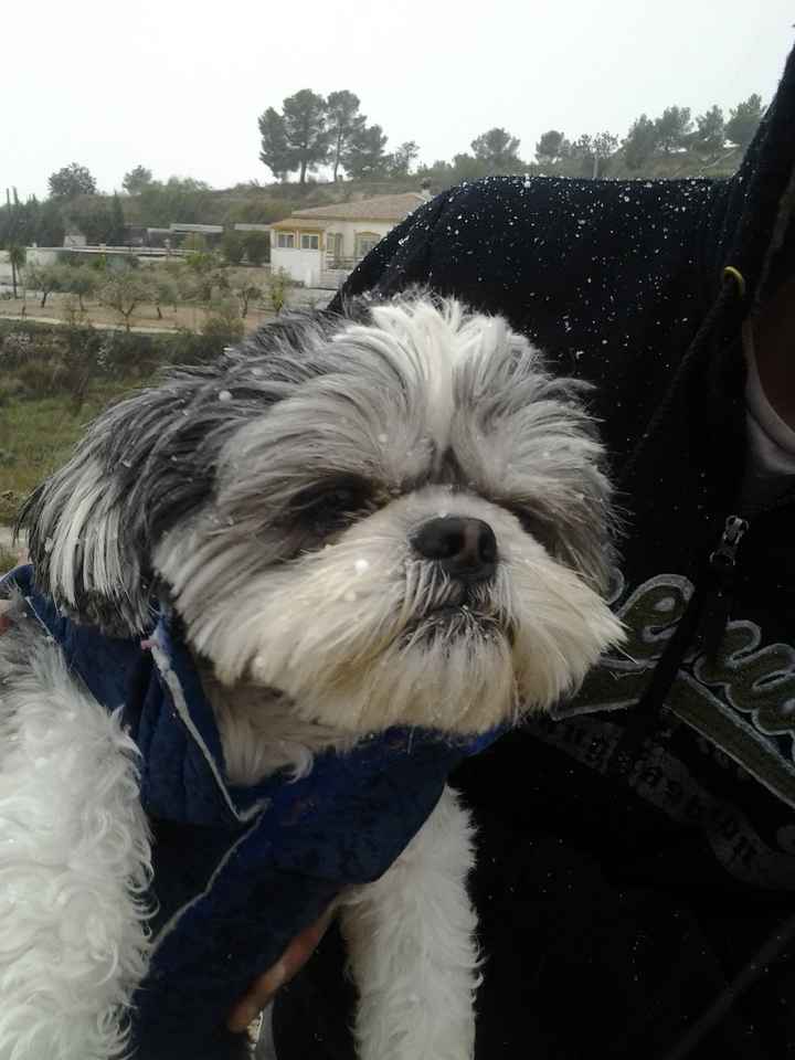 Nuestras mascotas!! - 2