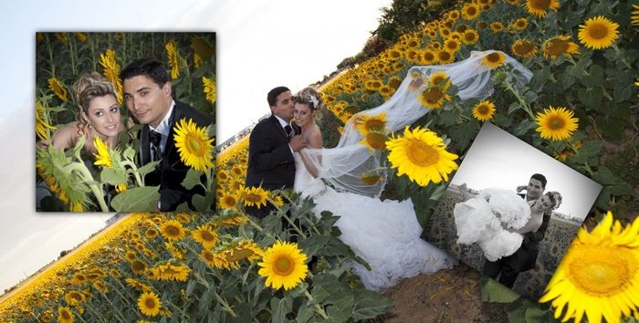 girasoles