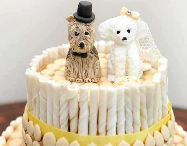 perritos