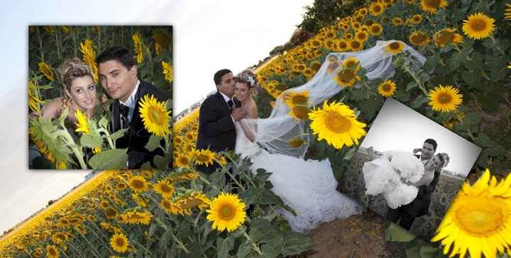 girasoles