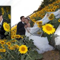 girasoles