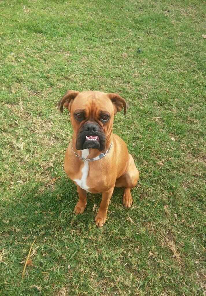 ¿Tu mascota participará en la boda? - 1
