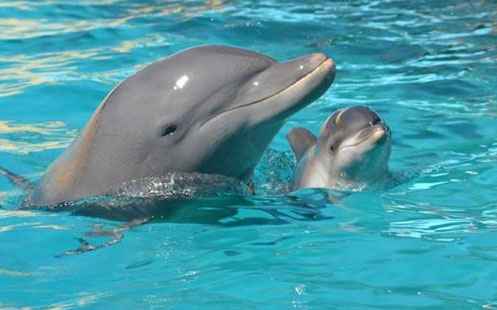 Mama y bebe delfín