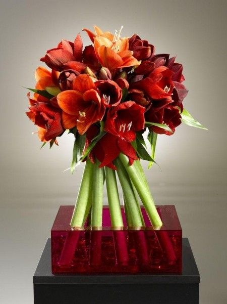 RAMO AMARYLLIS