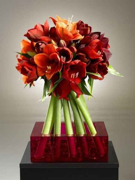 RAMO AMARYLLIS