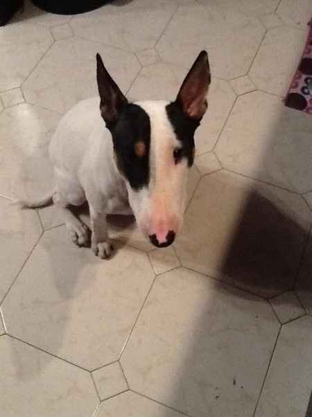 Kira nuestra bullty