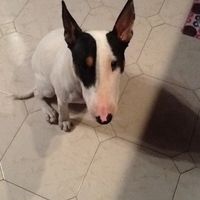 Kira nuestra bullty