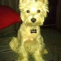 Jack con 1 año ya!!