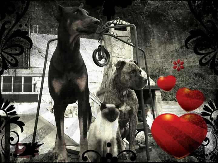 Nuestras mascotas!! - 1