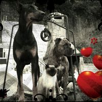 Nuestras mascotas!! - 1