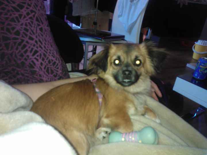 mi perrita lua