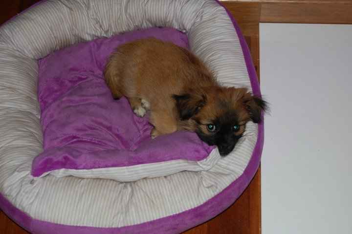 lua de cachorrita