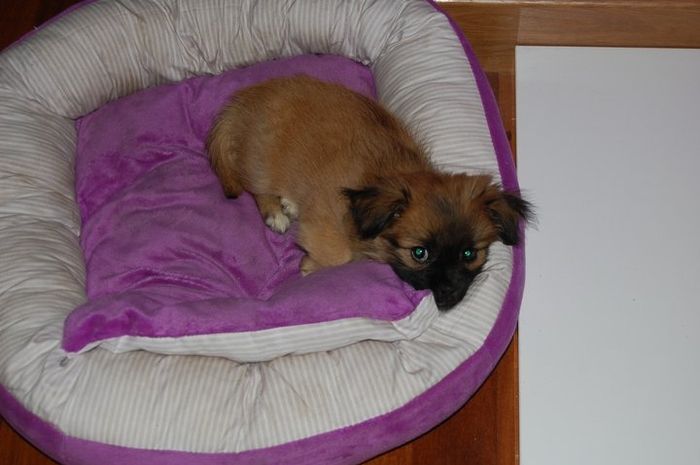 lua de cachorrita