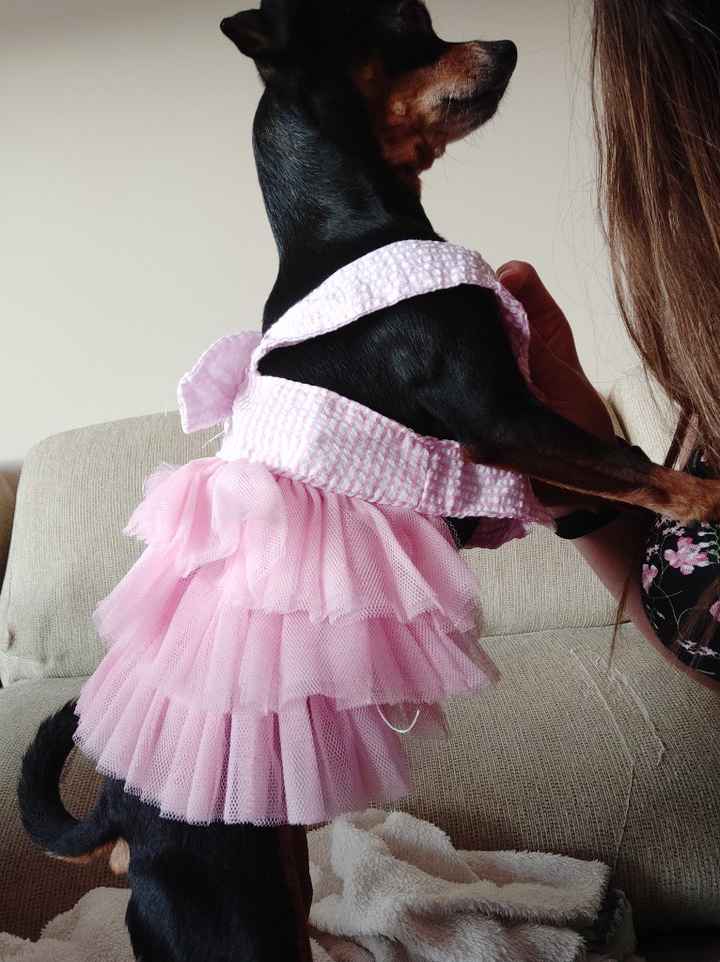 Perros en la boda 🐶🐕💕 - 1