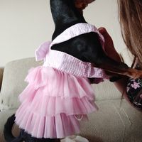 Perros en la boda 🐶🐕💕 - 1