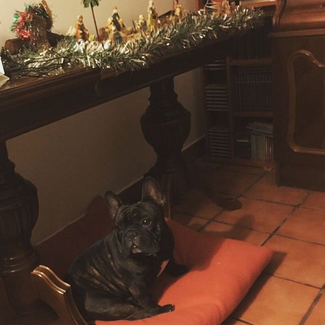 ¿Qué papel tendrá tu mascota en la boda? - 1