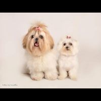 Fotos con mascotas en el dia b - 1