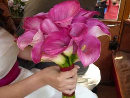 calas rosas degradado