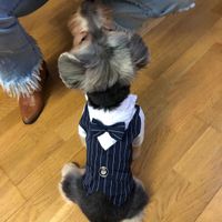 Perros llevando los anillos - 1