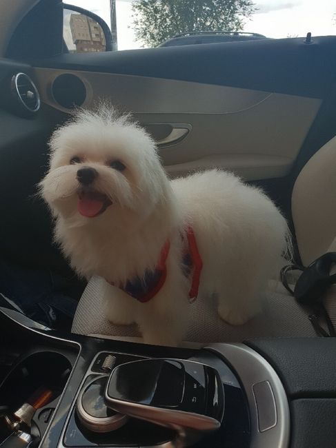 ¿Cómo se llama tu invitado más peludo y fiel? 😜 - 1
