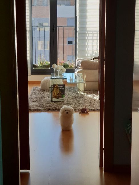 Mascota - 1