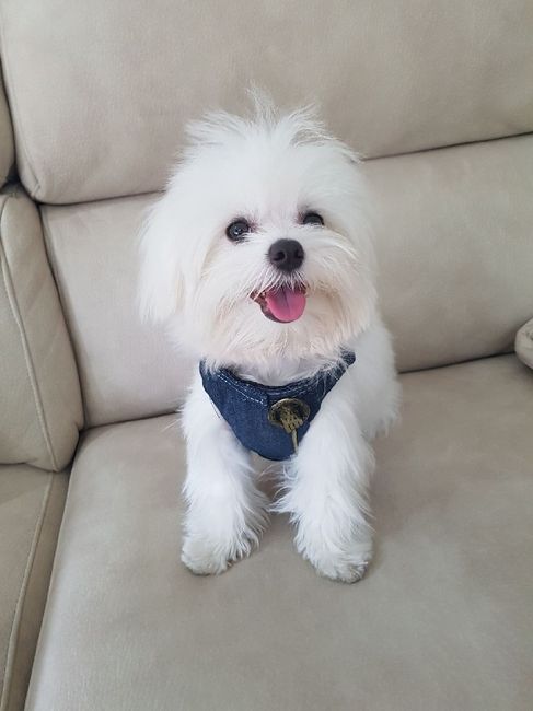 Mascota - 2