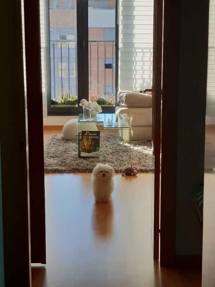 Mascota - 1