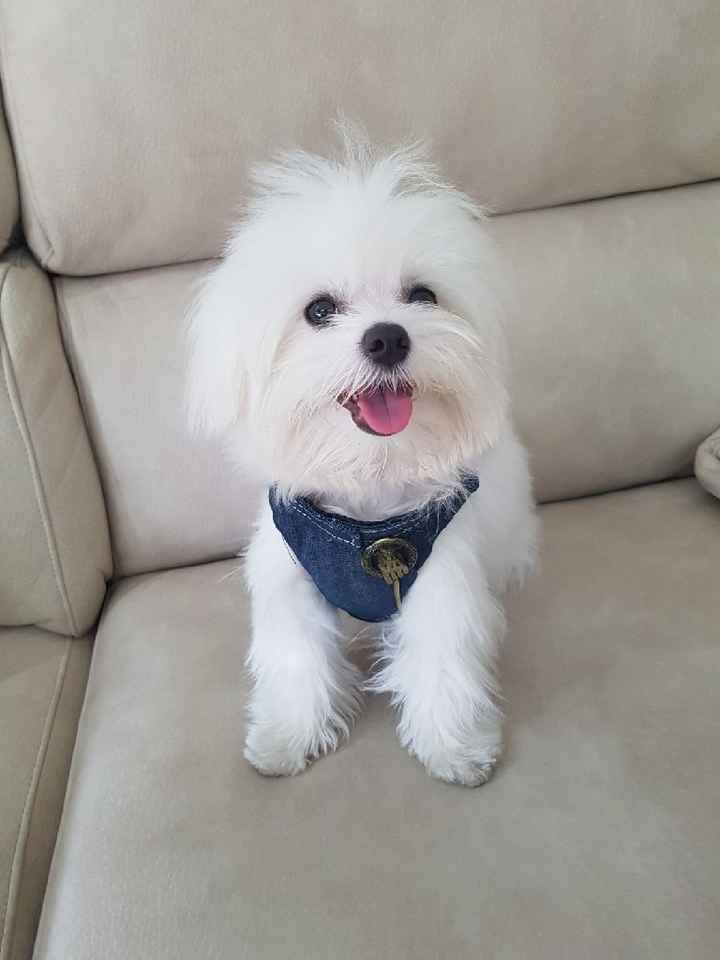 Mascota - 2