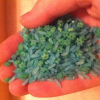 ARROZ VERDE