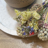 Elenna