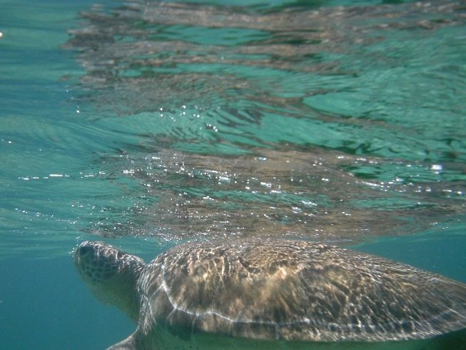 Tortuga!