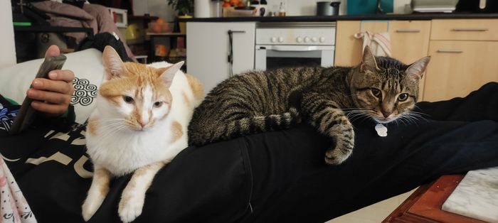 ¿Tenéis peluditos en casa? 6