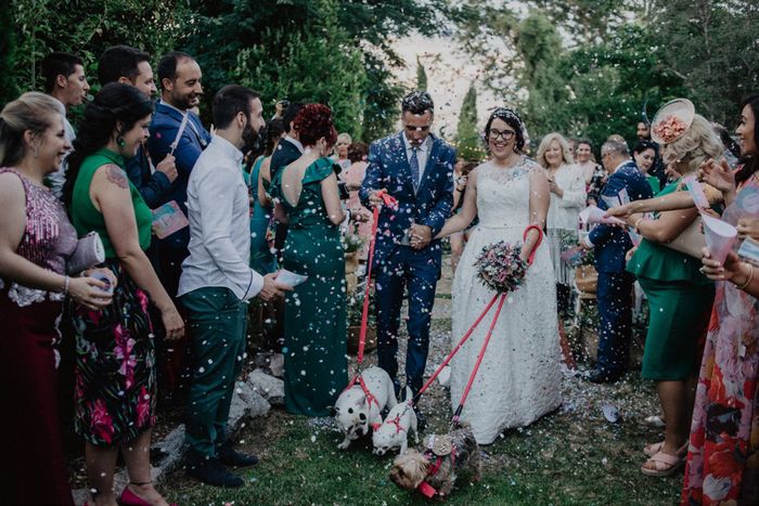 ¿Perro en la boda? ¿Sí o no? 8