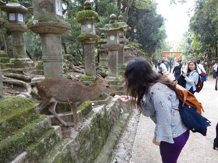 Nara y sus ciervos