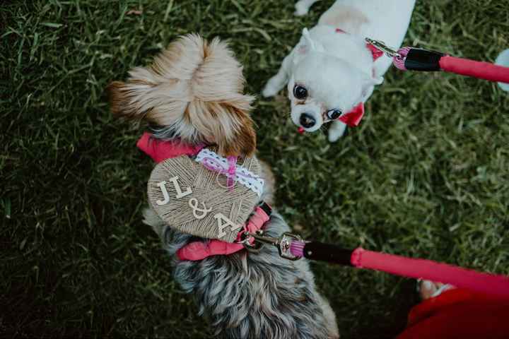 Porta anillos para perros - 1