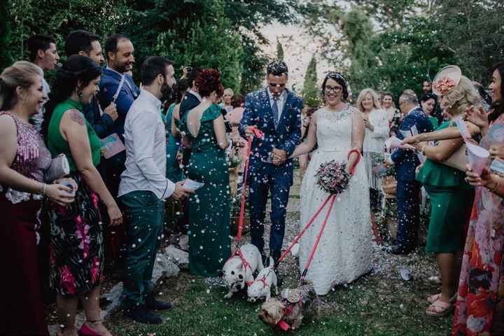 Mascotas en la boda - 1