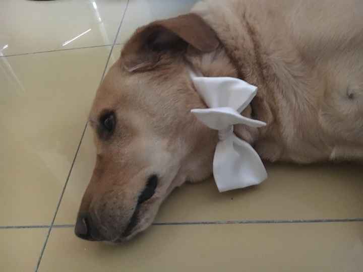 Mis perritos!! - 1
