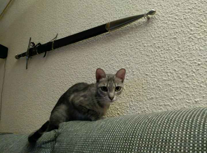 Espada tarta - 2
